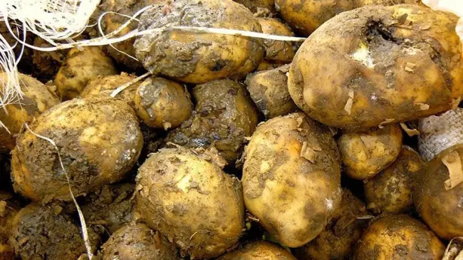 Как избавиться от сухой гнили картофеля – профилактика и борьба