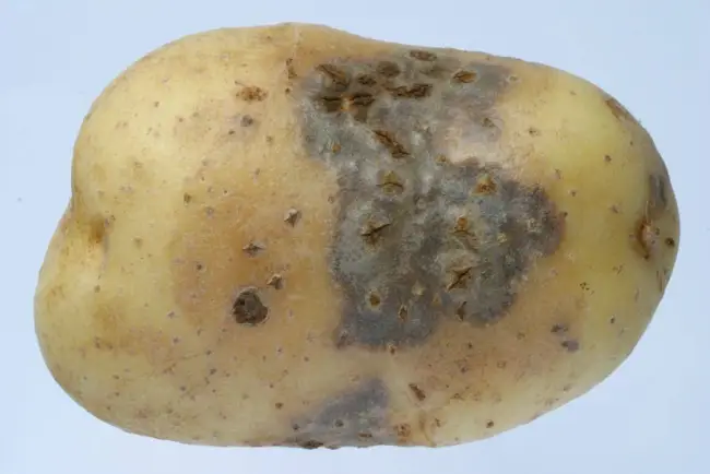 Причины заболевания картофеля