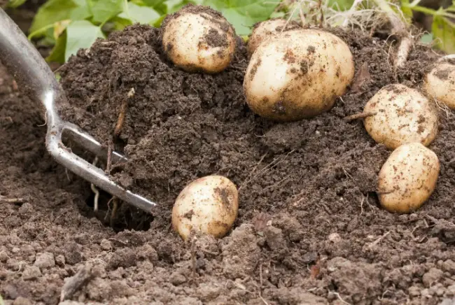 Химические и биологические средства от парши картофеля