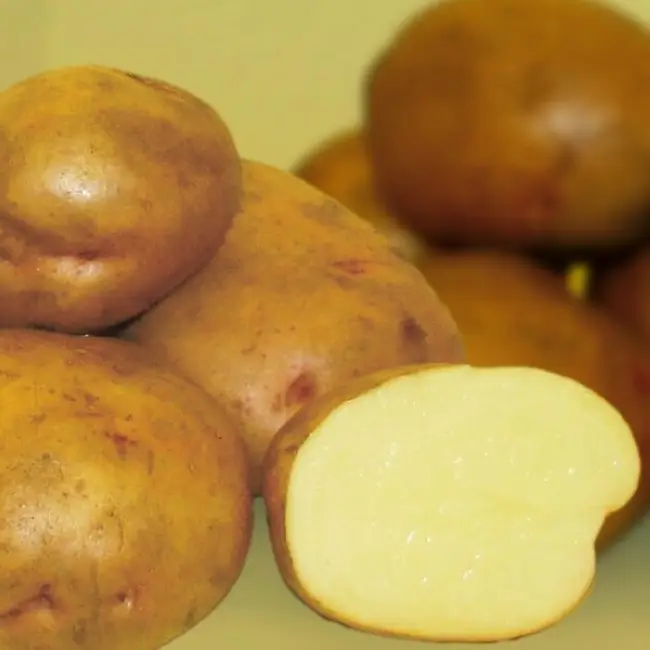 Отзывы о раннем картофеле Жуковский