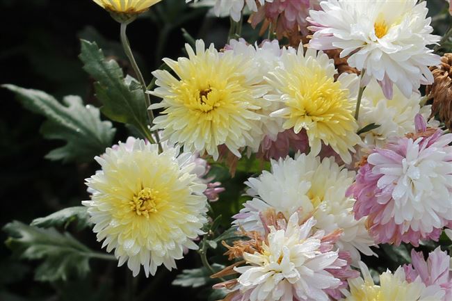 Уход за корейской зимостойкой многолетней хризантемой