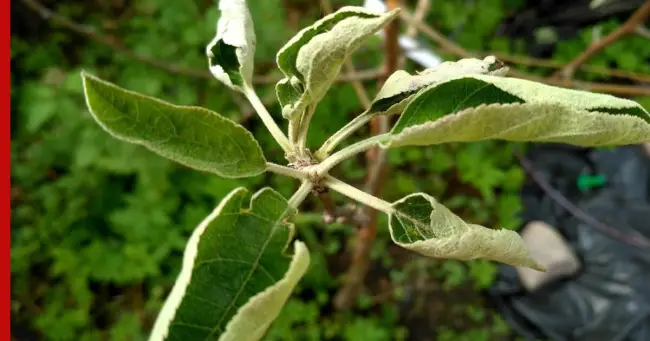 Скручивание листьев у кизила – основные причины, помощь, профилактические меры