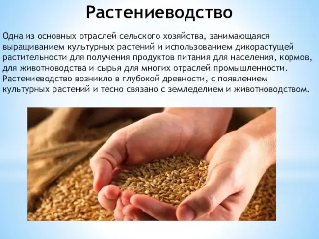 Заключение диссертации по теме «Растениеводство», Скотников, Петр Вячеславович