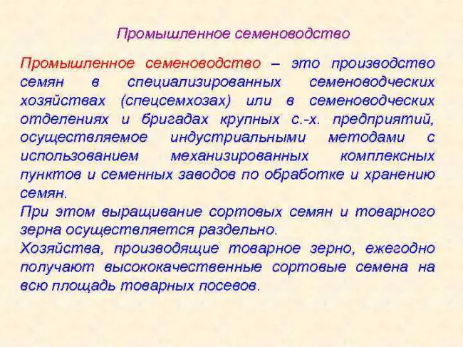 Заключение диссертации по теме «Селекция и семеноводство», Числова, Лидия Сергеевна
