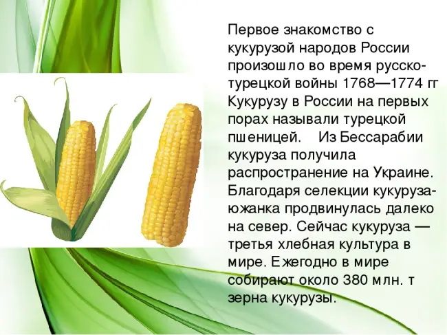 Кукуруза сахарная  описание культуры