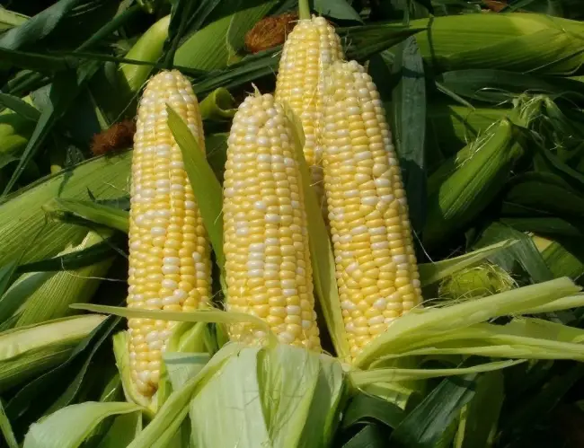 Кукуруза - посадка и уход за кукурузой