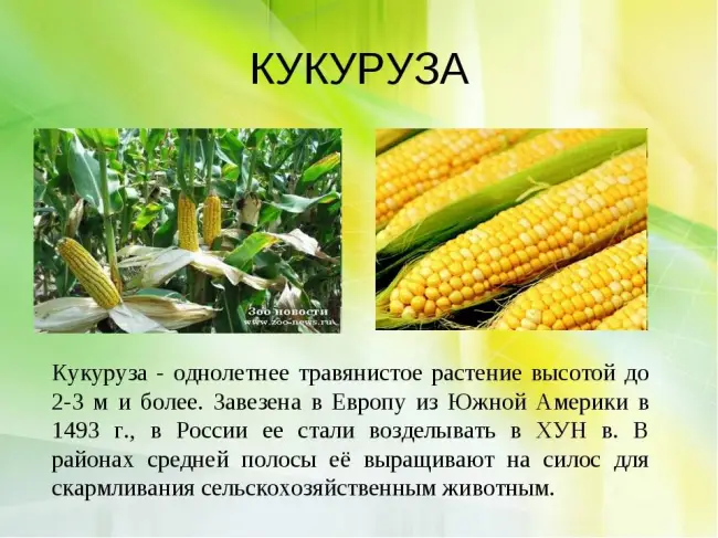 Характеристика разных сортов кукурузы Пионер