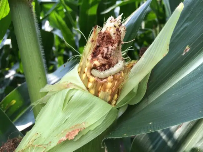 Болезни и вредители кукурузы. Меры борьбы и профилактики