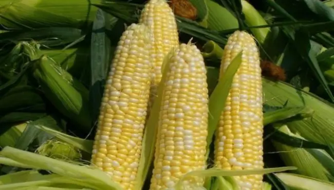 Характеристика сорта кукурузы Трофи F1
