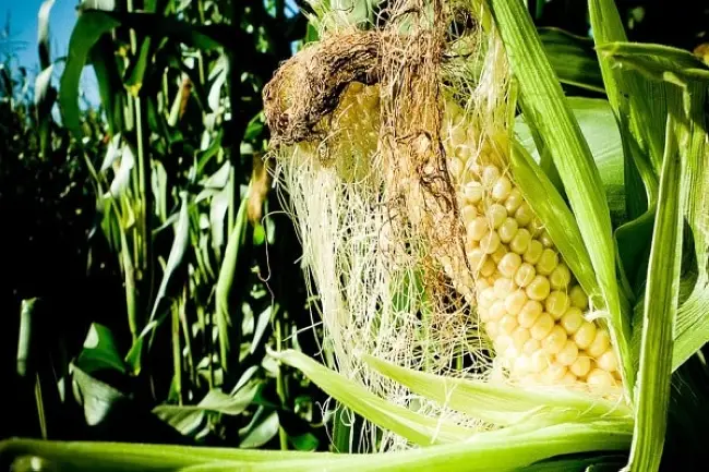 Хранение кукурузы в початках в домашних условиях (не на длительный срок)
