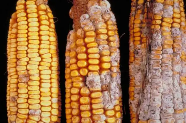 Профилактика пузырчатой головни кукурузы