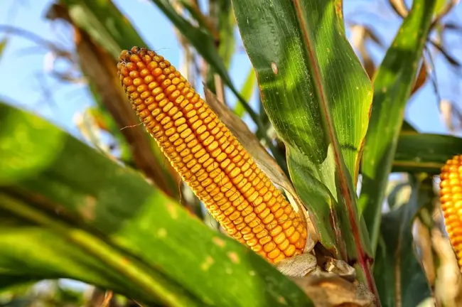 Болезни и вредители кукурузы