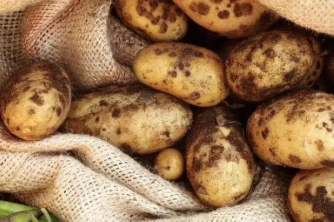 Причины появления парши на картофеле