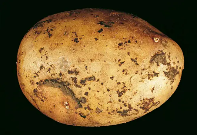 Народные способы защиты картофеля от ризоктониоза
