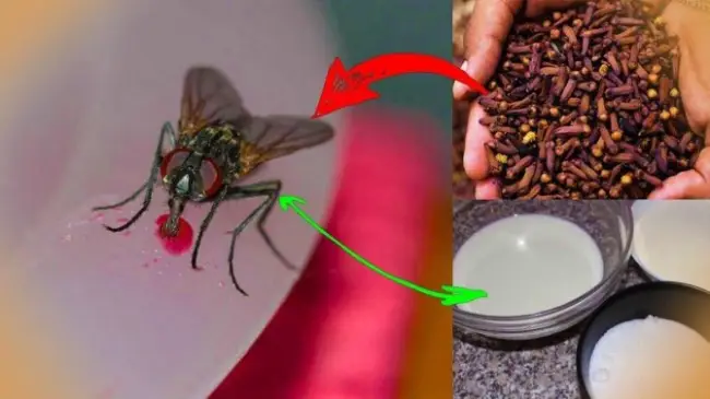 Народные средства борьбы с мухой