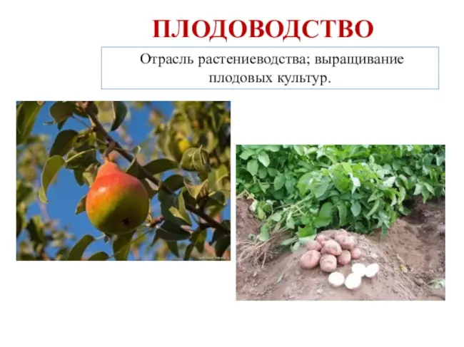 Заключение диссертации по теме «Плодоводство, виноградарство», Ячменёва, Светлана Юрьевна