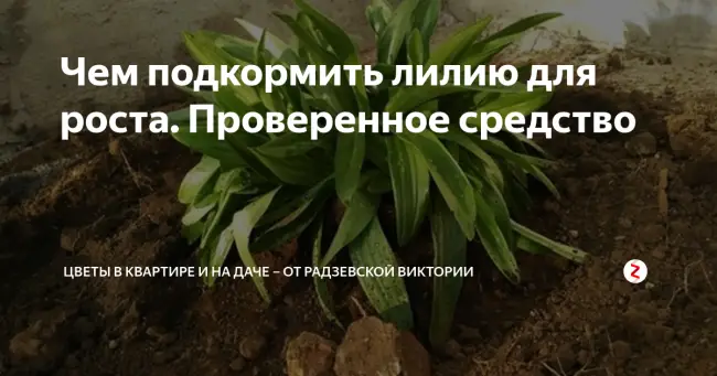 Правила подкормки лилий в осенний период