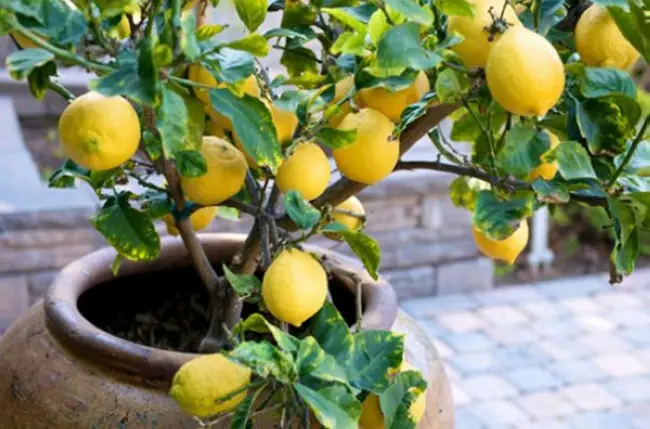 Профилактика и правильный уход за лимонным деревом