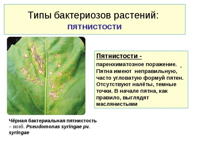 Заключение диссертации по теме «Защита растений», Иванова, Ольга Владимировна