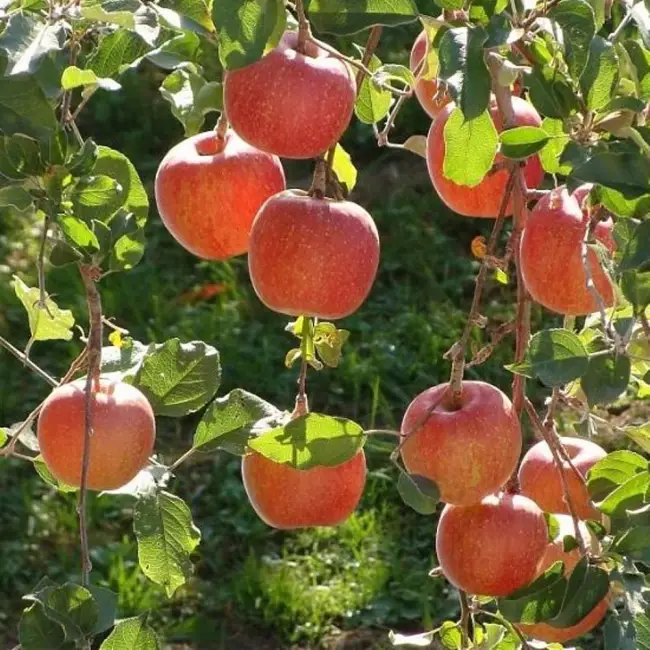 Характеристика и описание сорта яблони Чемпион