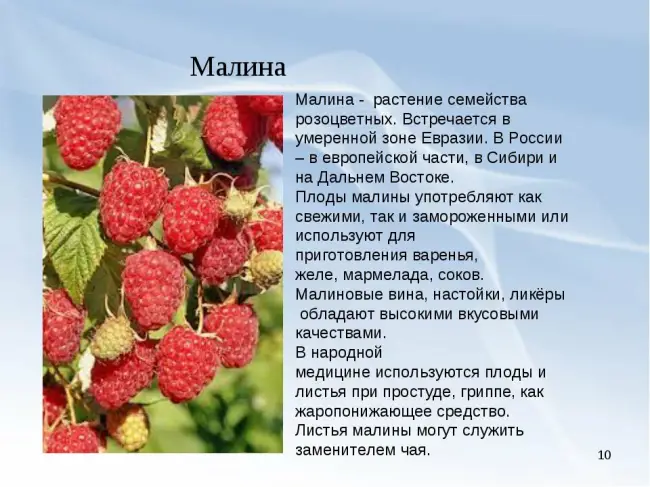 Малина – подробное описание и характеристики растения