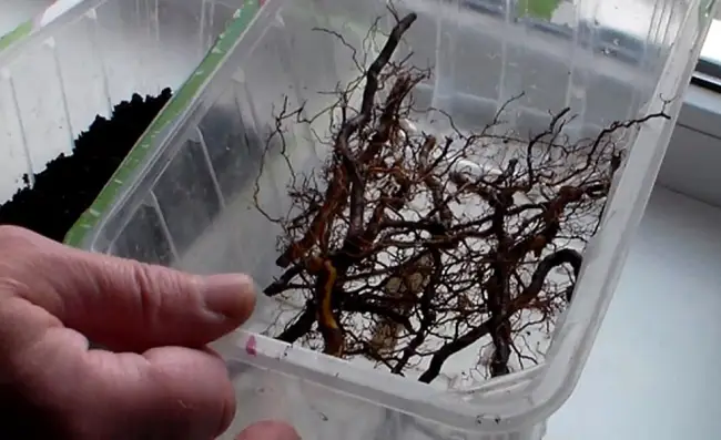 Размножение малины корневыми черенками весной