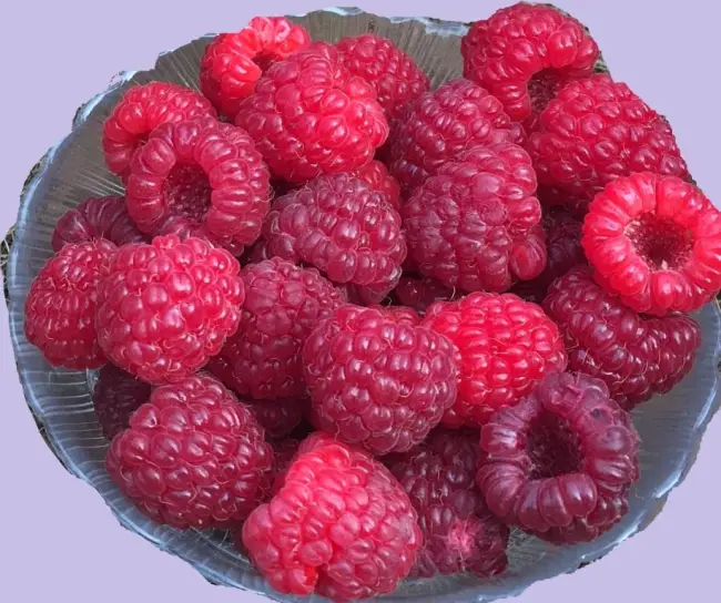 Хранение и использование ягод малины сорта «Солнышко»