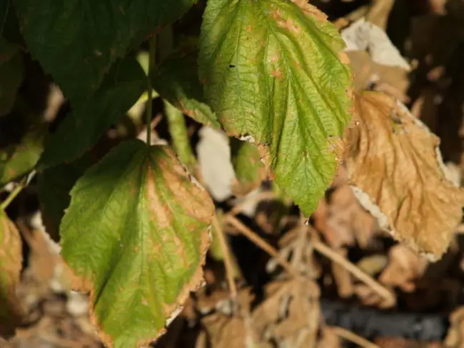 Причины почернения листьев на малине и их лечение