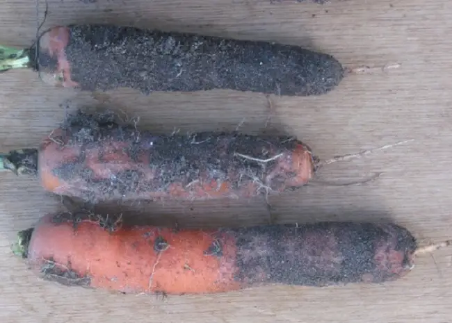 Болезни моркови на грядке, признаки заболевания, лечение и профилактика