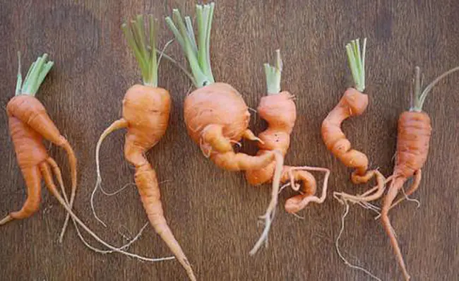 Что делать, если не растет морковь, и как устранить причины