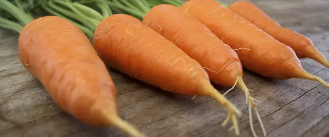 Отзывы о сорте моркови Алтайская лакомка