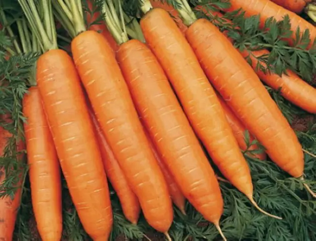 Какого ухода требует морковь Анастасия f1?