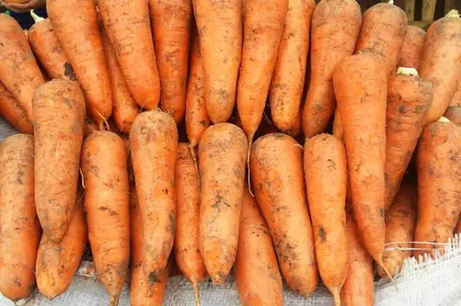 Отзывы о гибриде моркови Болтекс