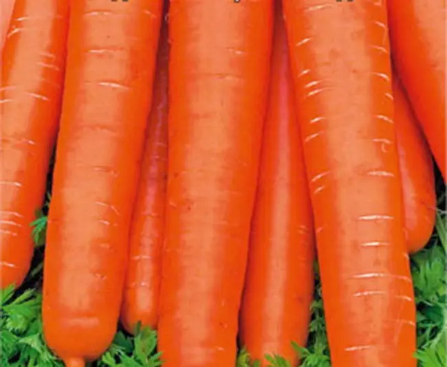 Посадка и уход за морковью