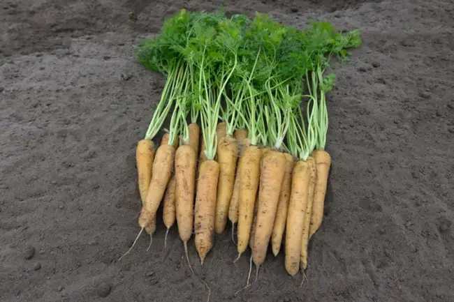 Подходит ли желтая узбекская морковь для плова, применение в кулинарии