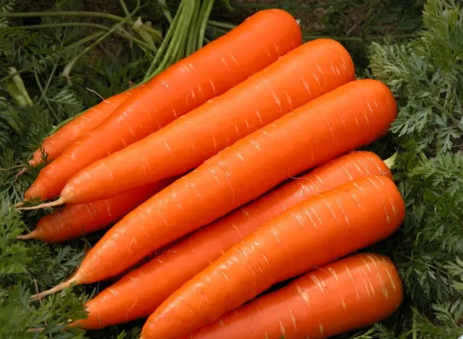 Хранение моркови. Как хранить морковь?