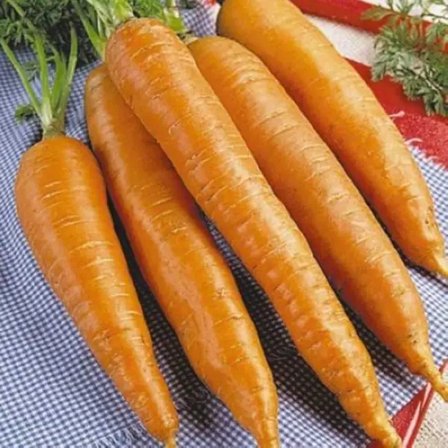 Описание сорта моркови Император