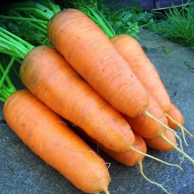 Описание и характеристики - Катрин - морковь, Agri Saaten Германия