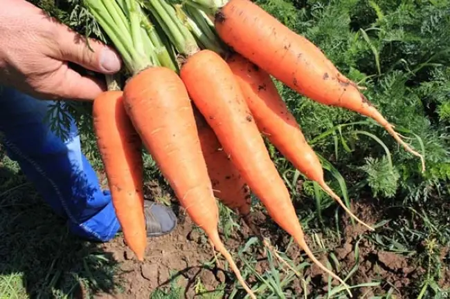 Обзор и описание ранних сортов моркови