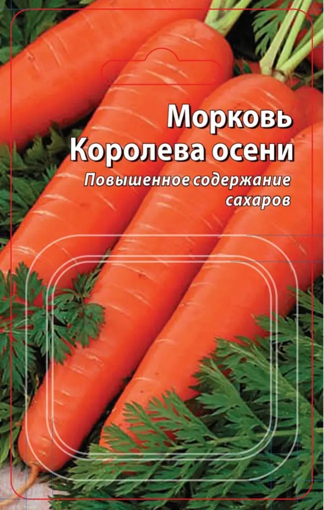 Болезни и вредители моркови