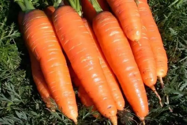 Отзывы о сорте моркови Королева осени