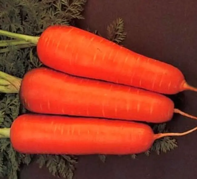 Отзывы о моркови Курода