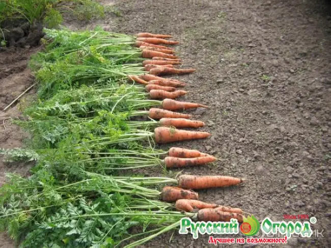 Описание моркови Марлинка от производителя: