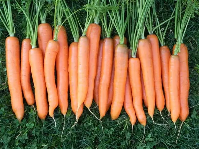 Морковь посадка и уход в открытом грунте