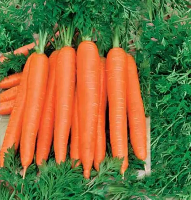 Морковь под зиму – посадка