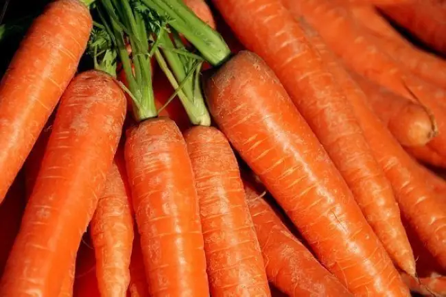 Морковь под зиму – посадка