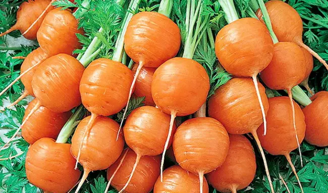 Уход за морковью