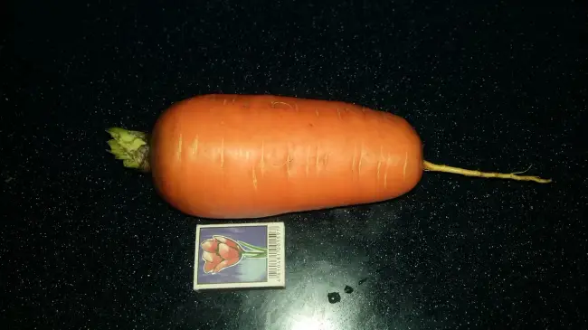 Посадка и уход за морковью Абако