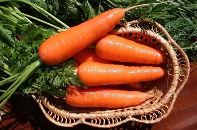 Отзывы о сорте моркови Осенний король
