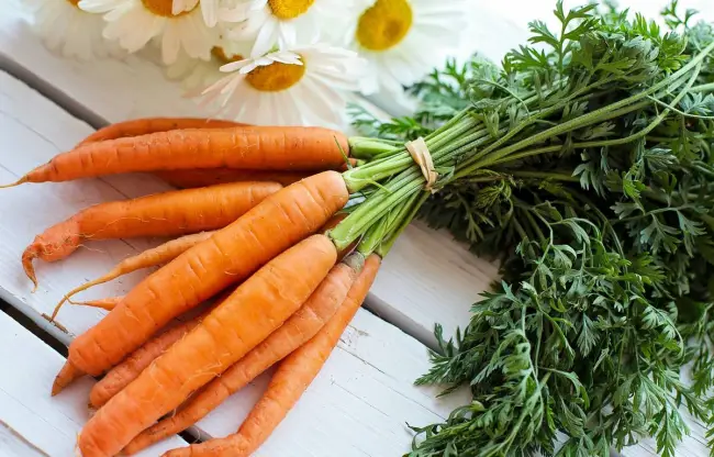 Болезни и вредители моркови 